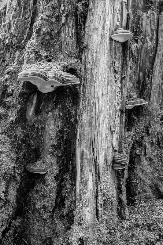 Tree Fungus, Haida Gwaii, 2012