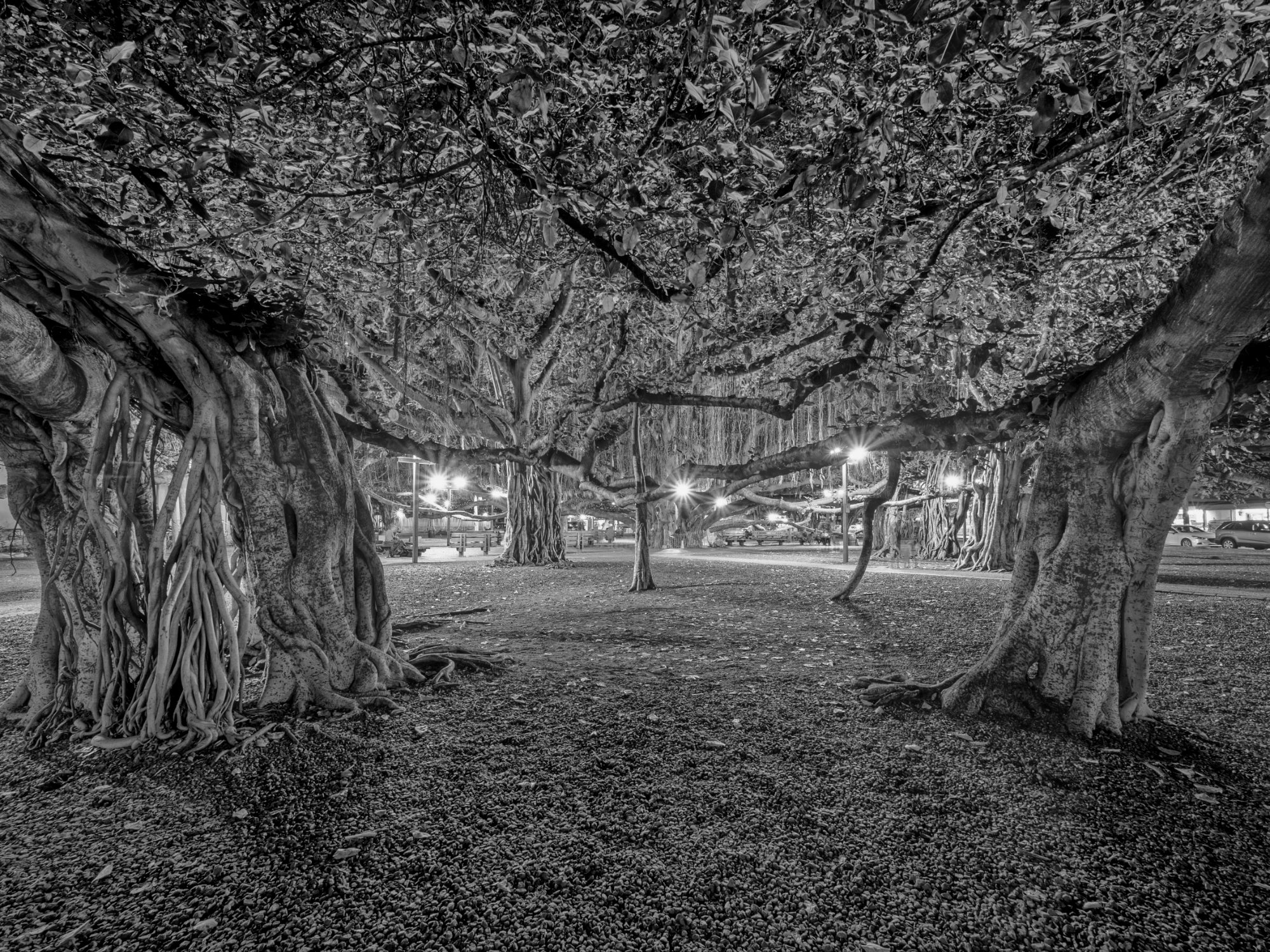 Beneath the Banyan #1, Lahaina, 2019