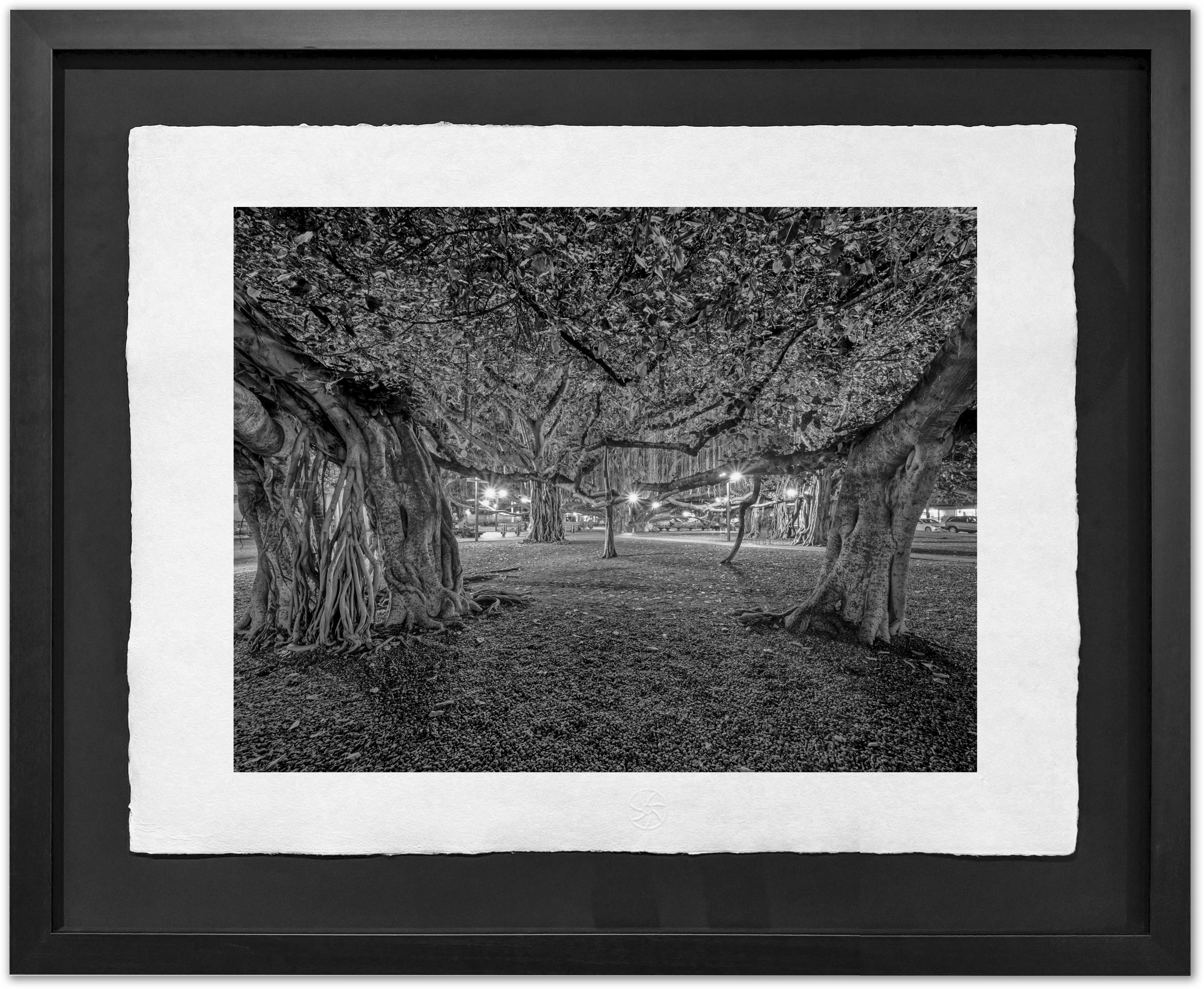 Beneath the Banyan #1, Lahaina, 2019