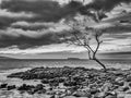 Sentinel, La Peruse Bay, Kihei, Maui  2019