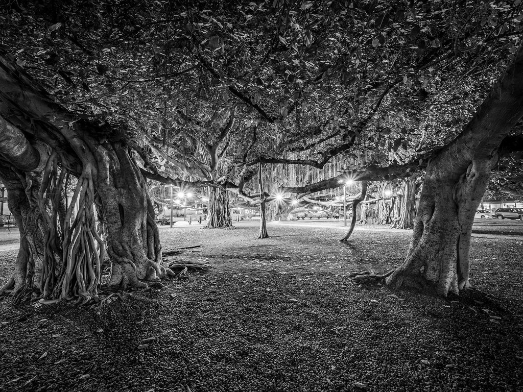 Under the Banyan #1, Lahaina, Maui  2019