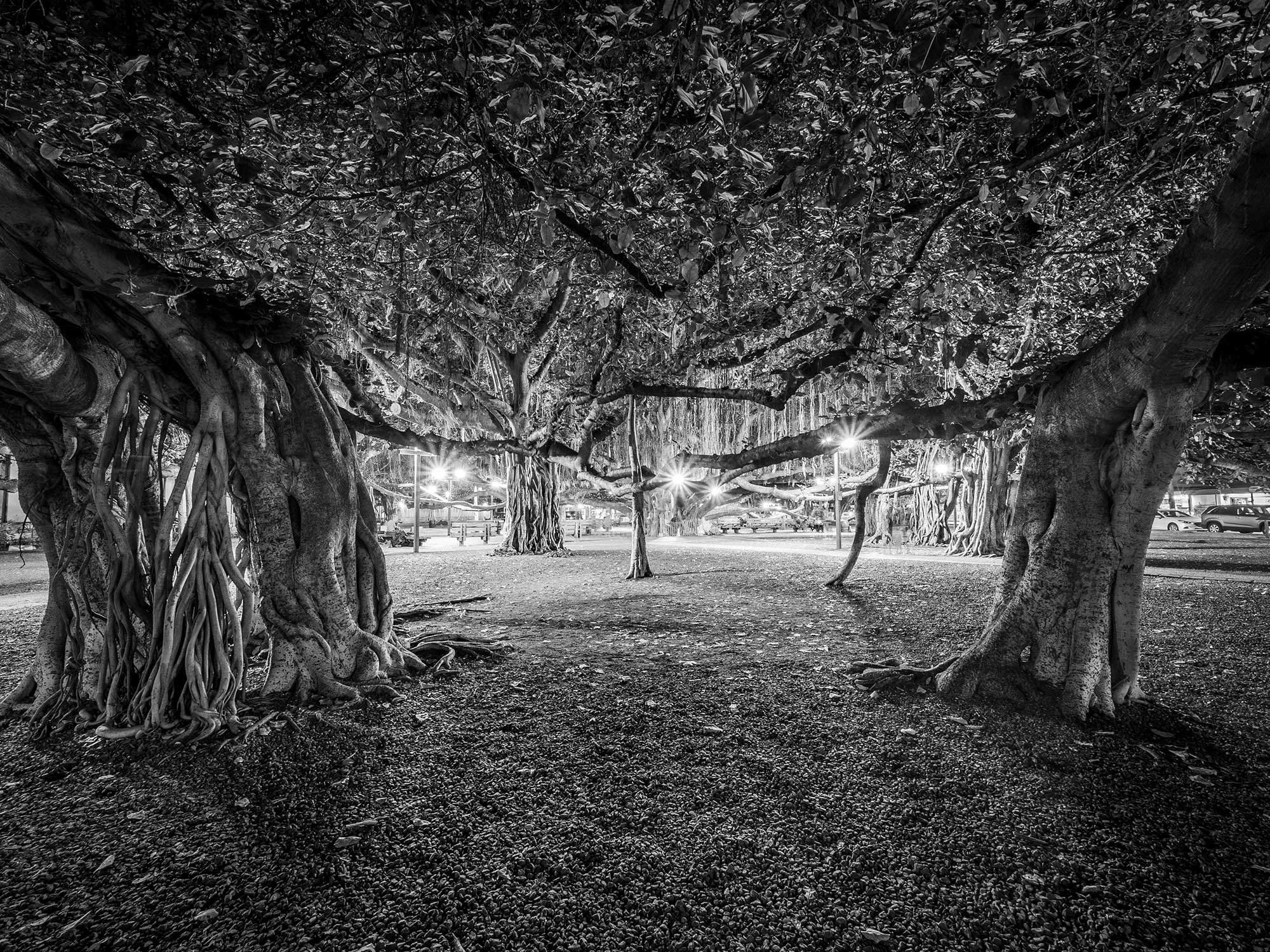 Under the Banyan #1, Lahaina, Maui  2019