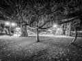 Under the Banyan #2, Lahaina, Maui  2019