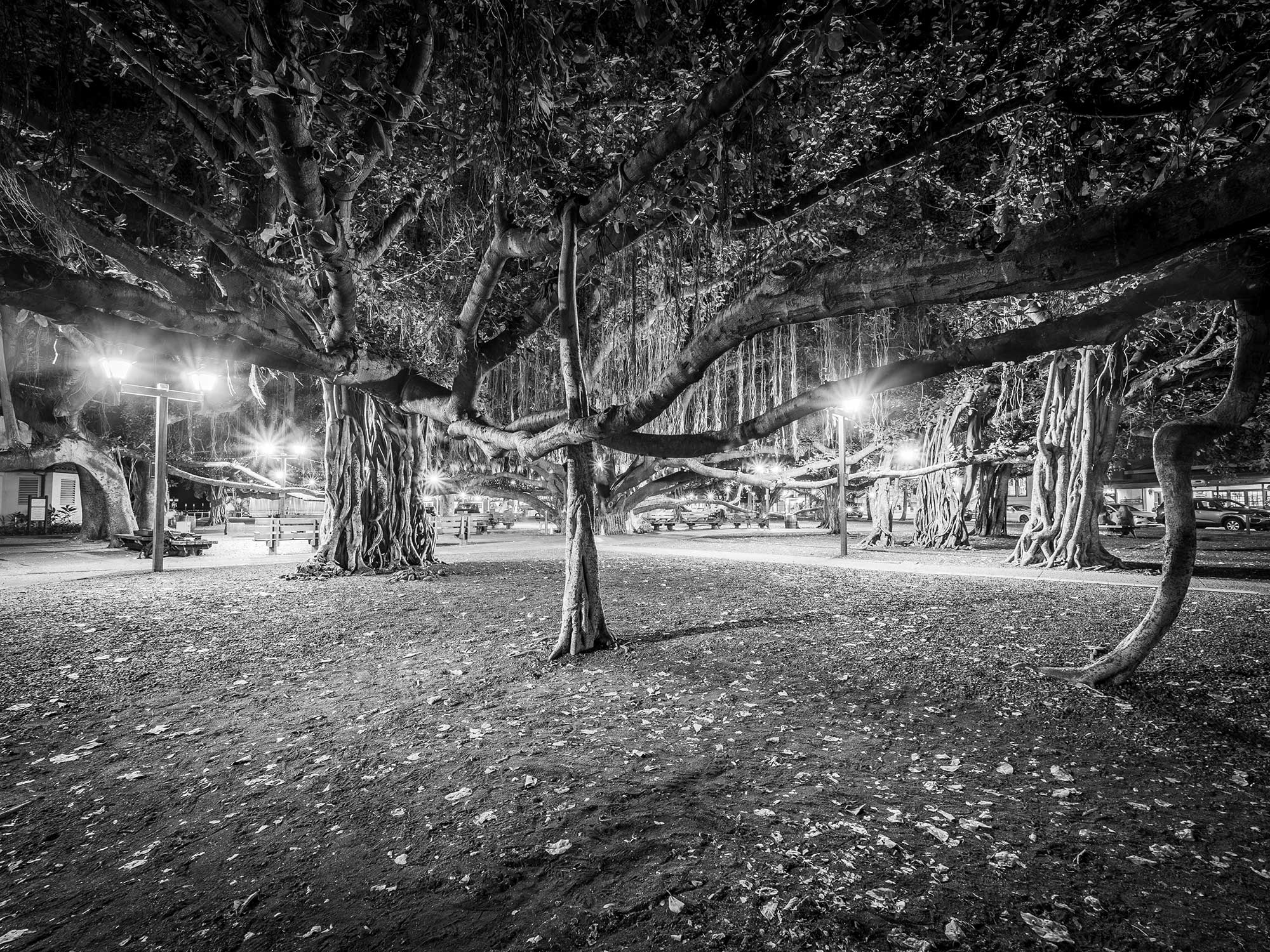 Under the Banyan #2, Lahaina, Maui  2019