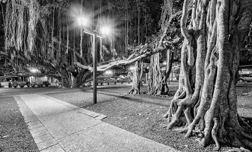 Under the Banyan #3, Lahaina, Maui  2019
