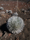 Silversword, Haleakala Crater, Maui  2023
