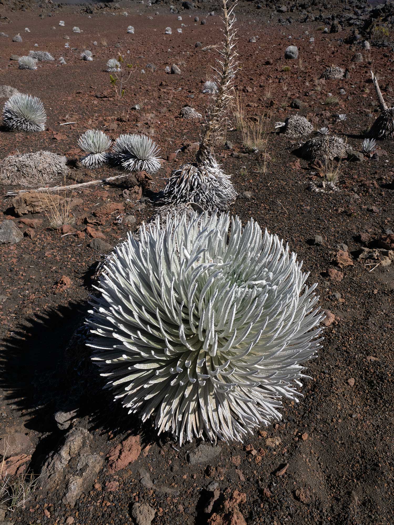 Silversword, Haleakala Crater, Maui  2023