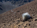 Precarious, Silver Sword, Haleakala Crater, Maui  2023