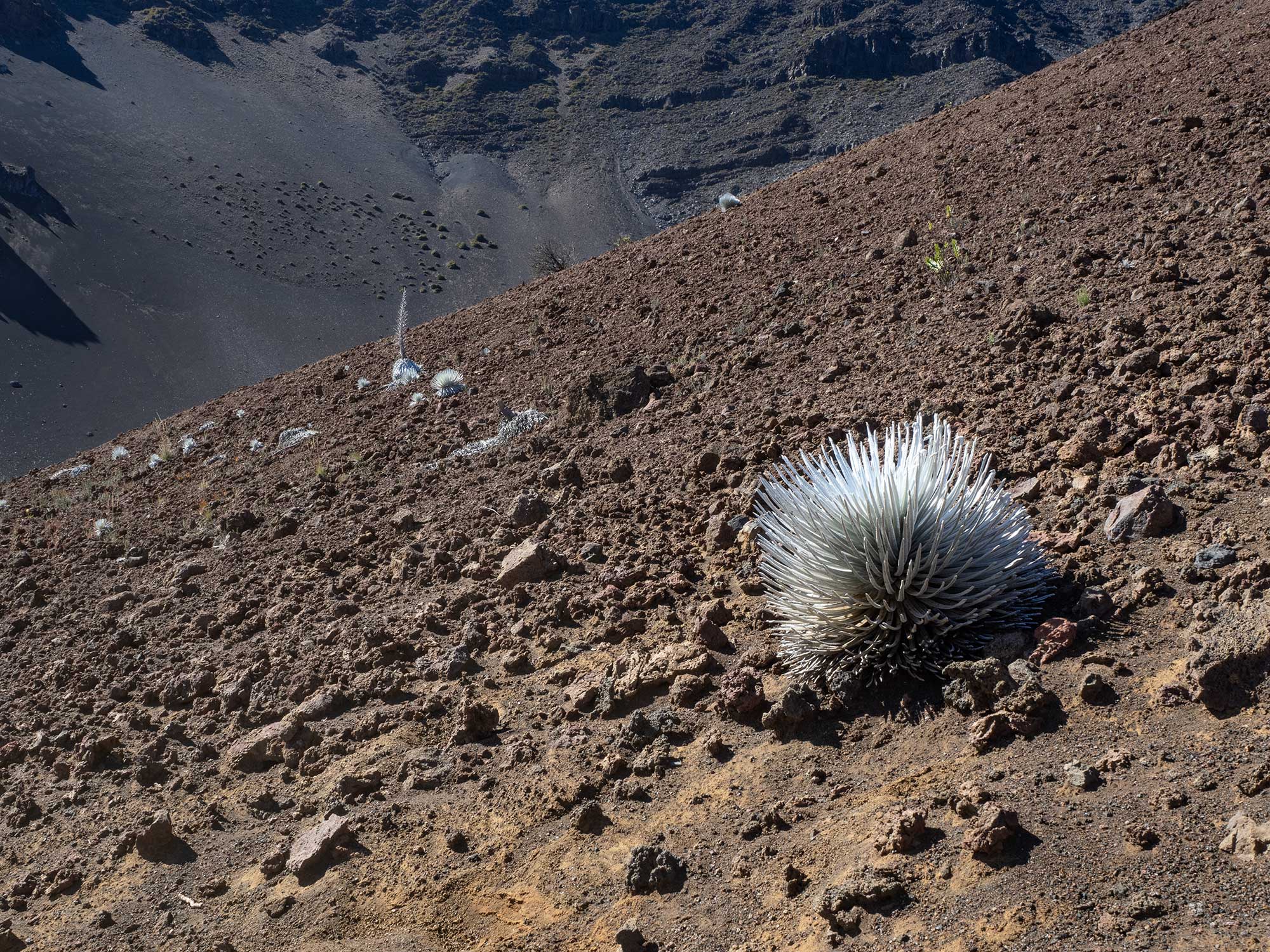 Precarious, Silver Sword, Haleakala Crater, Maui  2023