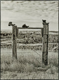 Three Boots on a Fence