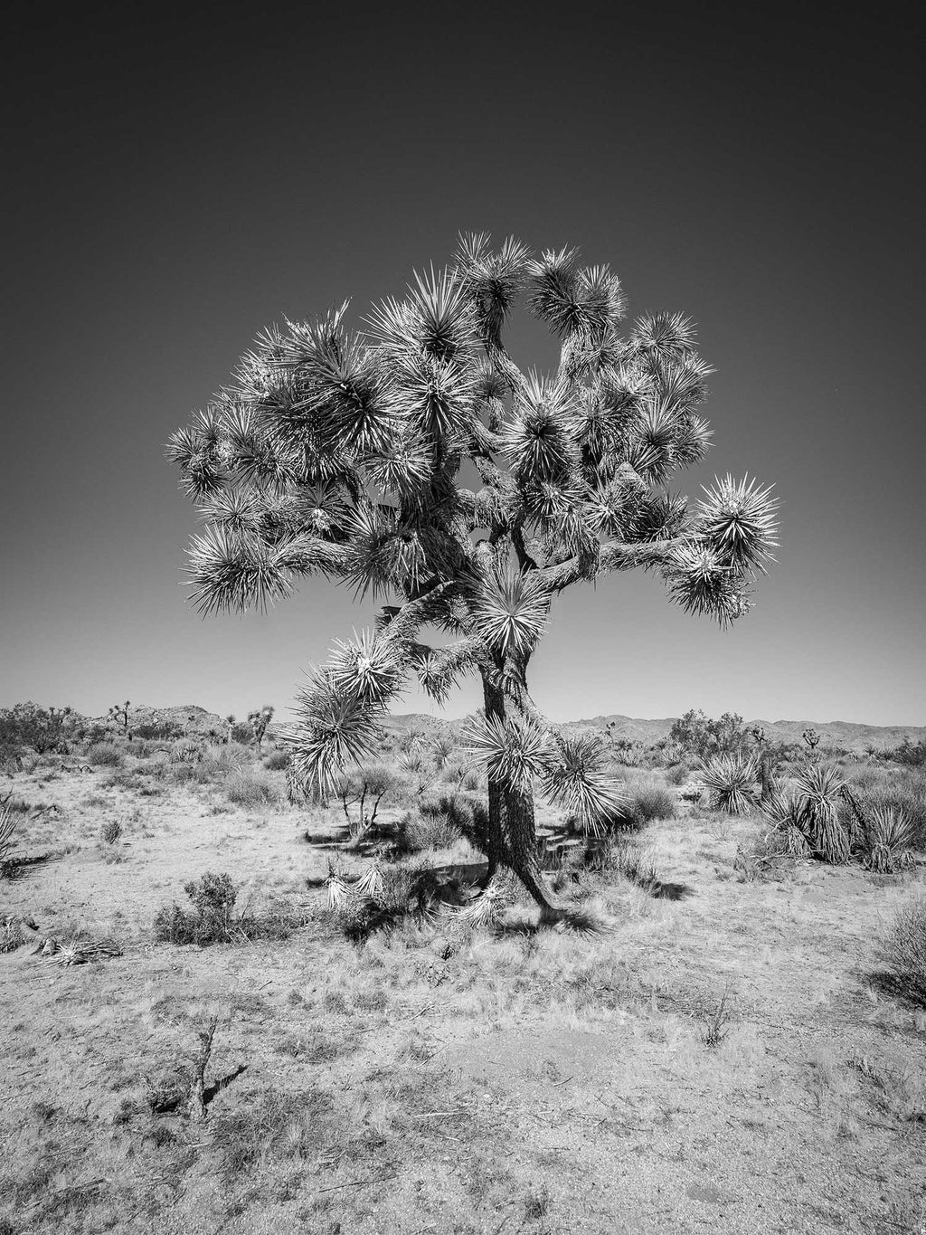 Sentinel #2, Joshua Tree National Park 2019