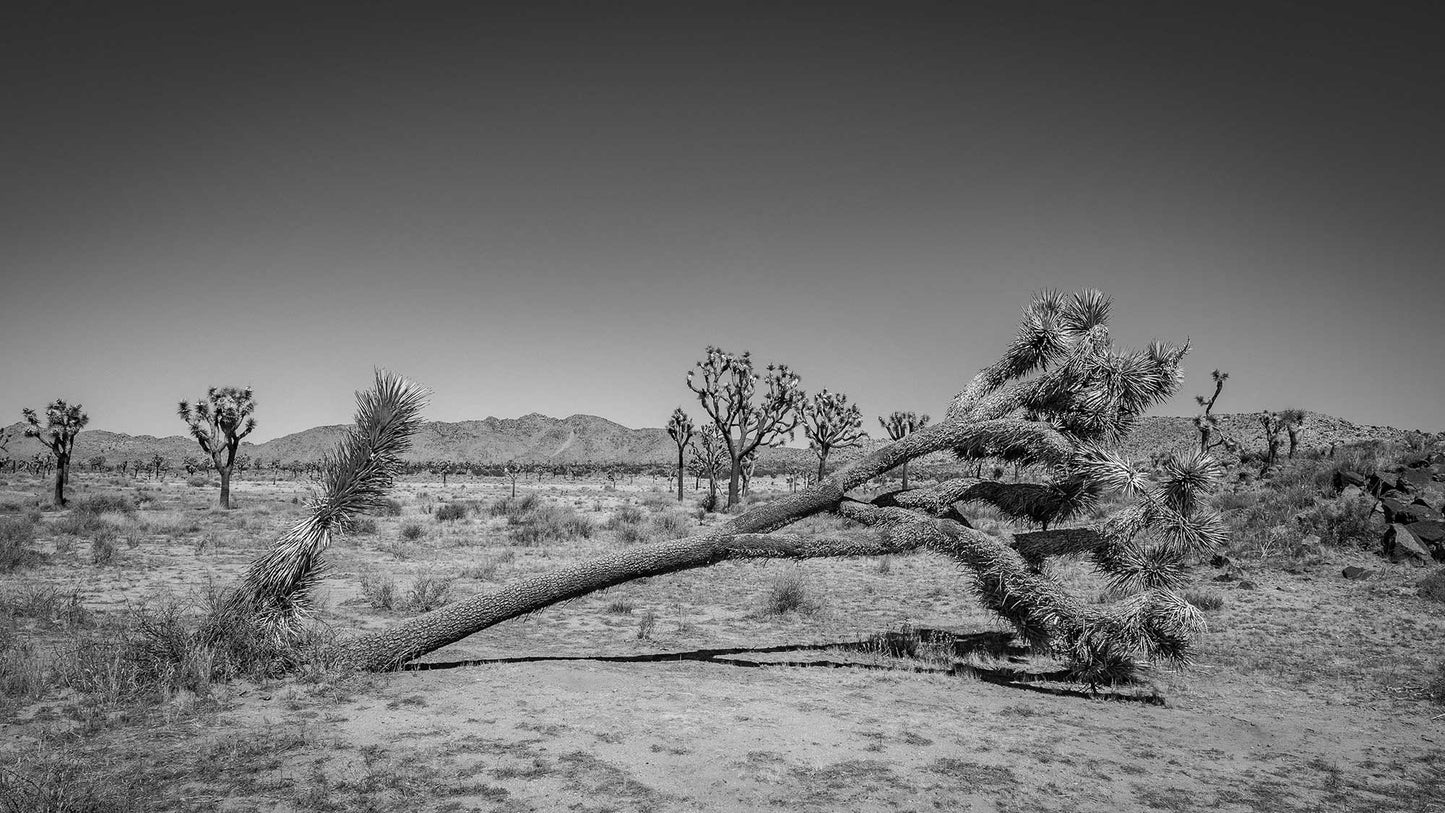 Tree Down, Joshua Tree National Park 2019