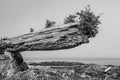 New Growth Over Old, Broken Group Islands 2018