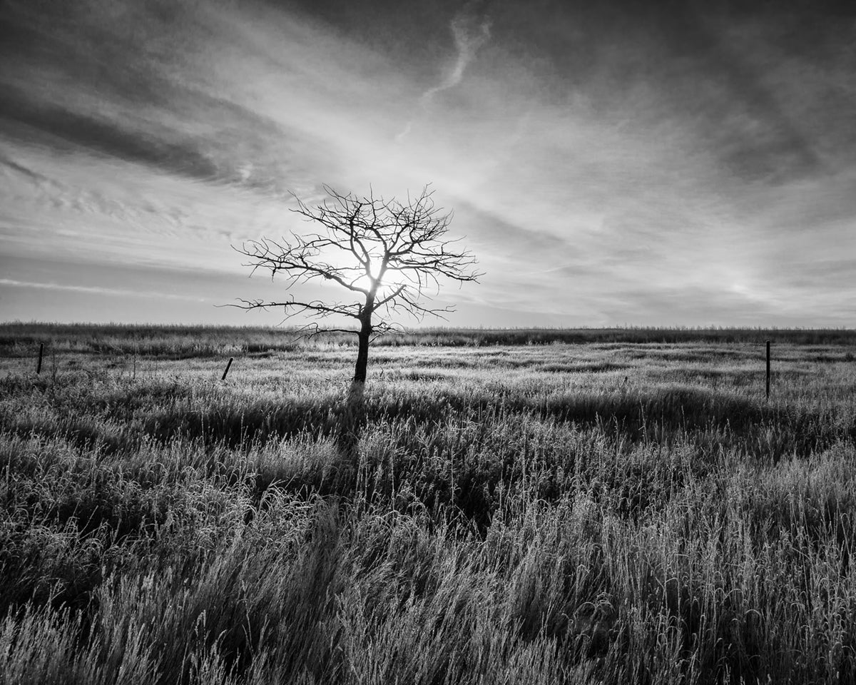 Lone Tree, Sunrise, Saskatchewan 2012