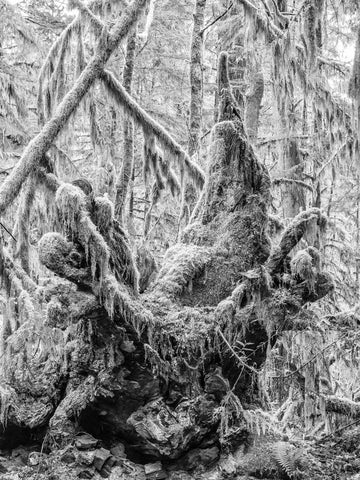 Moss Covered Stump, Cathedral Grove, Vancouver Island 2018
